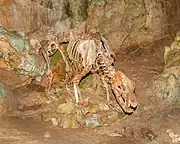 Skelett eines Höhlenbären(Ursus spelaeus)