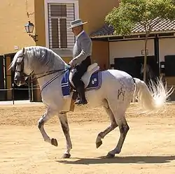 Andalusier 2007