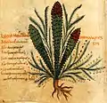.....Pseudo-Apuleius … ..... Kassel 10. Jh. .....