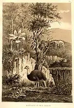 Kasuar (Neuguinea)