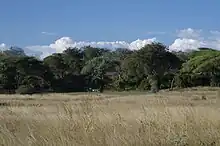 Hinter einer einheitlich wirkenden Fläche aus vertrocknetem, hohem Gras folgt ein Wald aus unterschiedlichen Baumarten in verschiedenen Grüntönen, der Himmel darüber ist blau mit einigen weißen Wolken.
