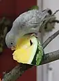 Katharinasittich an einer Melone