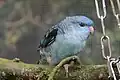 Ausruhen auf einem Bein (Farbmutation)