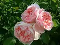 ‘Kathryn Morley’, David Austin, 1990
