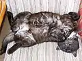 Rauchfarbene Katze mit Weiß