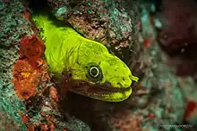 Kaupichthys brachychirus  zählt zu den „ falschen Moränen“