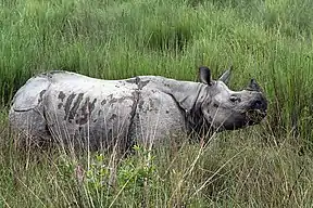 Kaziranga ist das wichtigste Reservat des Panzernashorns