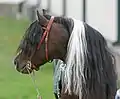 Kopfstudie eines Kerry-Bog-Pony-Hengstes