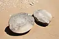 Aufgeschnittene Geode aus dem Wadi el-Battich