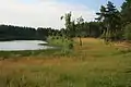 Kiefernsee in der Teverener Heide