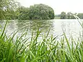 Uferansicht Insel