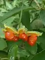 Geöffnete Frucht