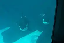 Kasatka mit Nakai (rechts) und Kalia (links) in Kalifornien