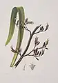 Blatt, Blütenzweig und zerschnittene Blüte von Phormium tenax, Harakeke oder neuseeländischem Flachs.