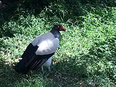 Königsgeier (Sarcoramphus papa)