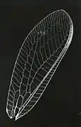 Insekten­flügel
