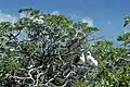 Rotfußtölpel auf Heliotropium arboreum (Samtblatt-Baum)