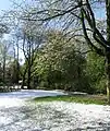 Erblühter Kirschbaum nach Schneefall im April