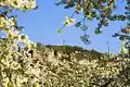Kirschblüte am Walberla