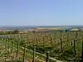 Weinberg oberhalb des Ortes