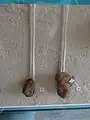 Klaffmuscheln Pleuromya uniformis, links und Pholadomya fidicula rechts