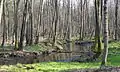 Bruchwald im Naturschutzgebiet