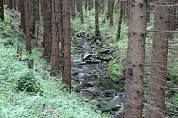 Nicht abgeschlossener Waldumbau