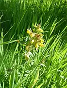 Kleiner Klappertopf (Rhinanthus minor) - Exkursionsfoto 3.6.23