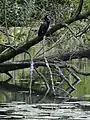 Ein Kormoran auf einem umgebrochenen Baum am Kleinen Parsick bei Vluyn