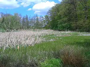Blick über den verlandeten Teich