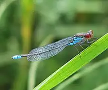 Kleines Granatauge (Erythromma viridulum)
