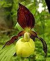 Gelber Frauenschuh(Cypripedium calceolus)