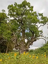 Knorreiche Rothenmoor im August 2021