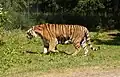 Tiger im Knuthenborg Safaripark