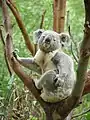 Koala (Phascolarctos cinereus)