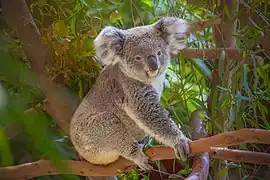 Koala