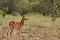 Kob