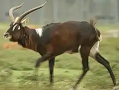 Weißnacken-Moorantilope (Kobus megaceros)