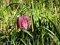 Schachblume