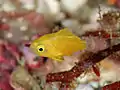 Chromis albicauda