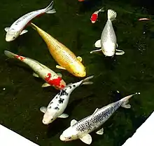 Die Koi werden in Japan als Zierfische gezüchtet.