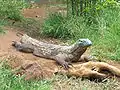Komodowaran
