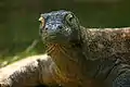 Komodowaran