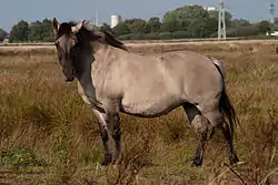 Konik