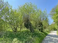 Kopfweiden - In der Laubeck