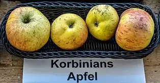 Äpfel der Sorte Korbinian