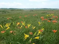 Lilium pensylvanicum (orange) und Hemerocallis esculenta (gelb) im Koshimizu-Blumengarten mit dem Tōfutsu-See im Hintergrund