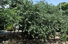 Uba Kirschen