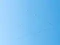 Kraniche