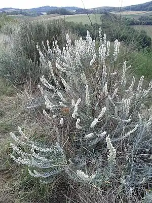 Blühende Europa-Hornmelde (Krascheninnikovia ceratoides), in Österreich stark gefährdet.